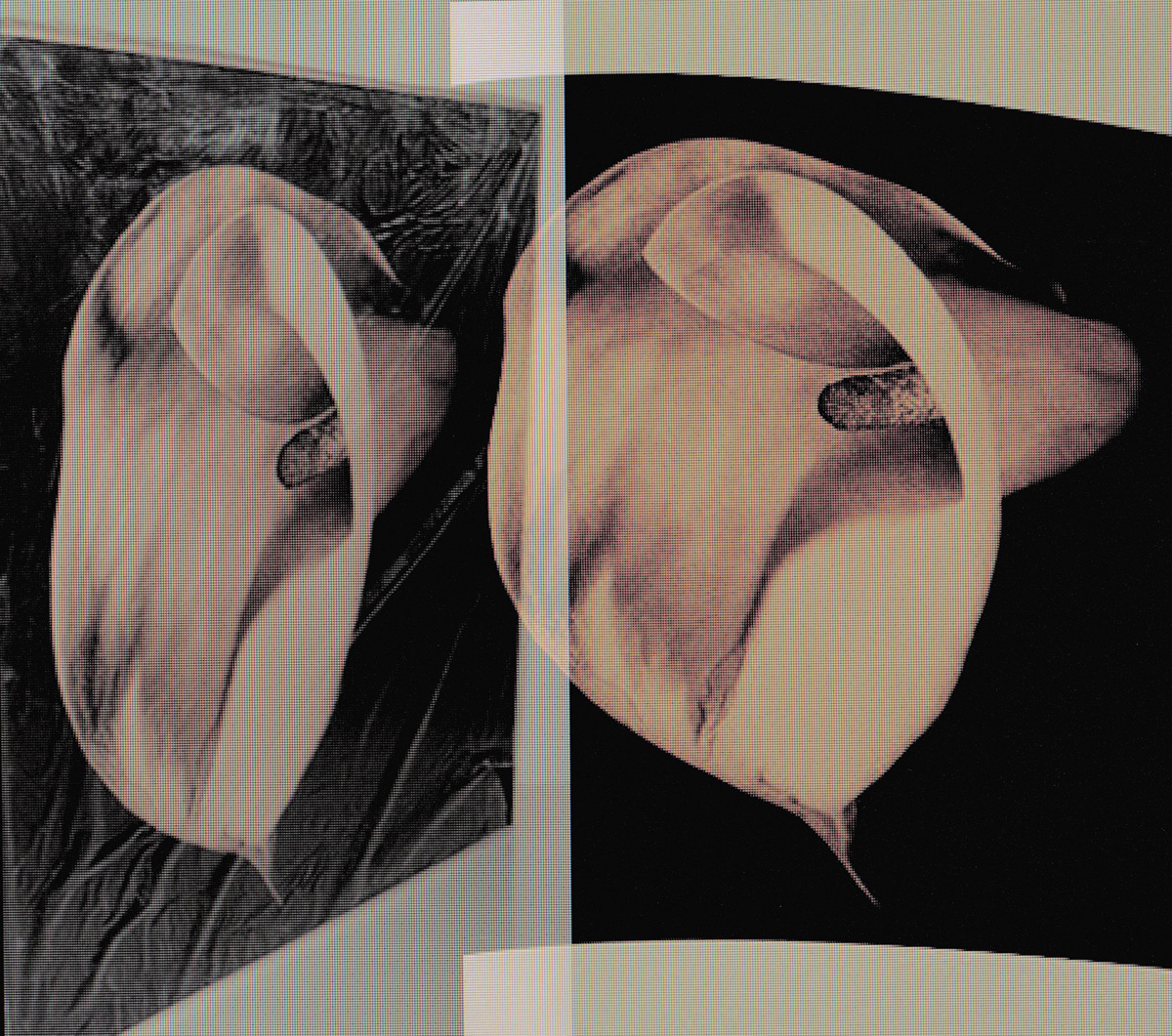 Flowers (Mapplethorpe), 2021<br>112 x 126cm<br>Chromogenic Print