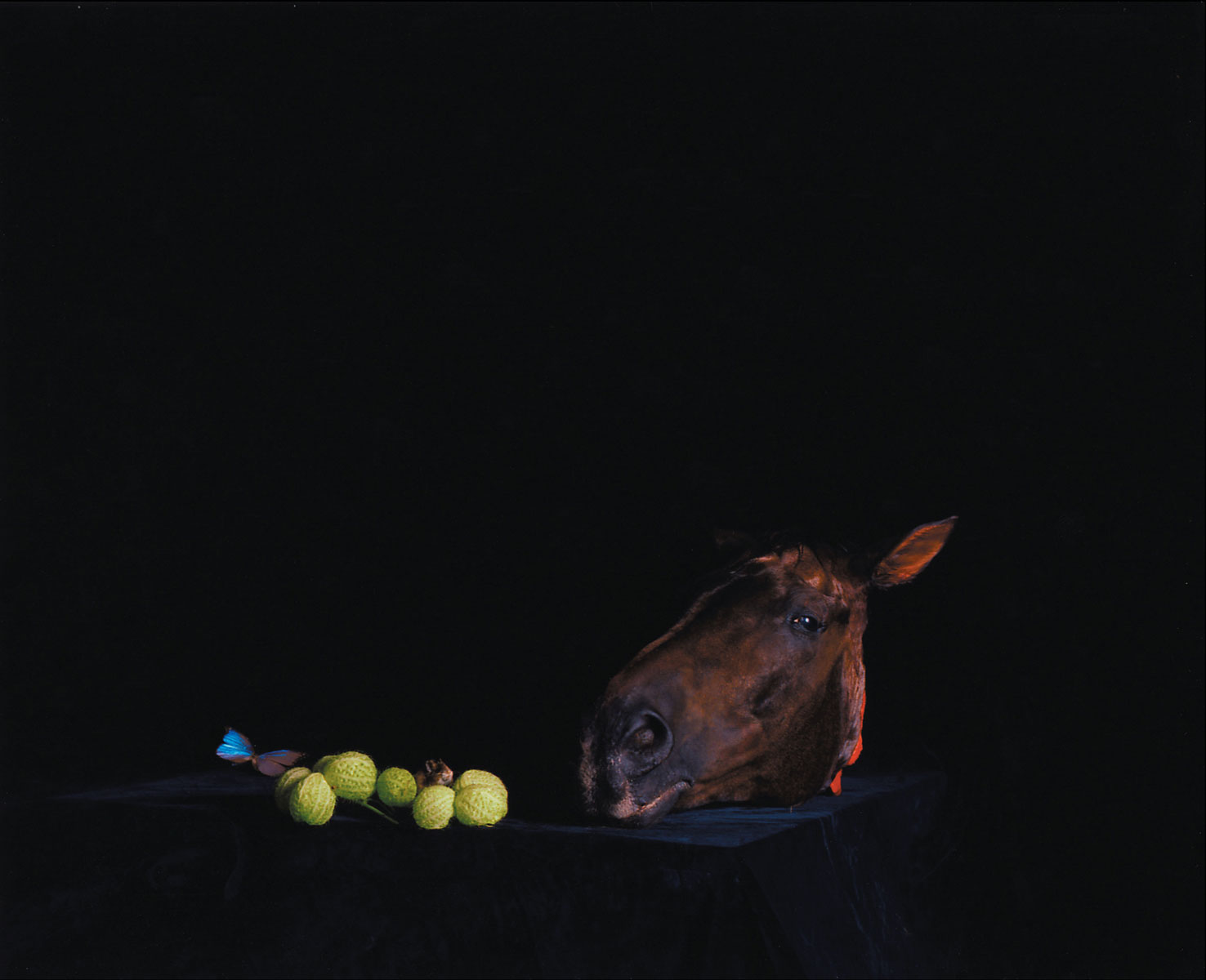 Pferdekopf mit Maus und Schmetterling, 2005<br>Lambda-Print<br>154x125cm