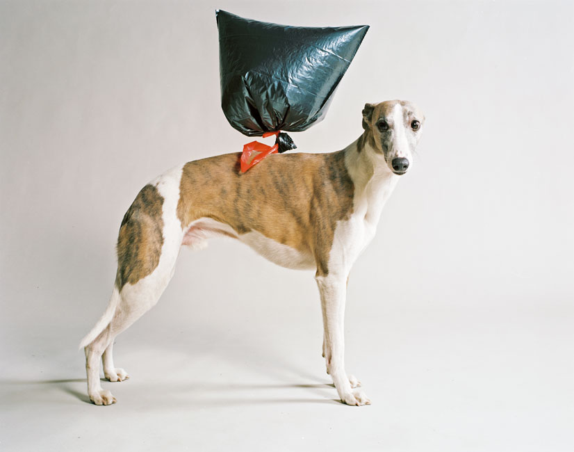Dog with balloon, 2009<br>Lambda Print<br>125x100cm