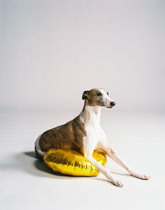 Dog with golden balloon (part 3), 2009<br>Lambda Print<br>125x100cm