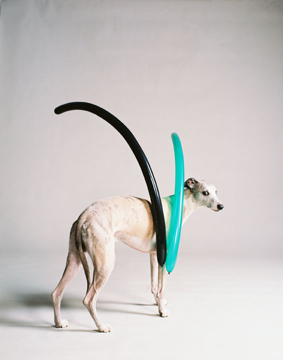 Dog with two narrow balloons (part 2), 2009<br>Lambda Print<br>125x100cm