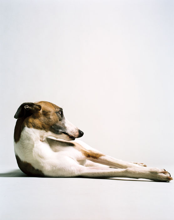 Liegender Hund, 2009<br>Lambda Print<br>125x100cm