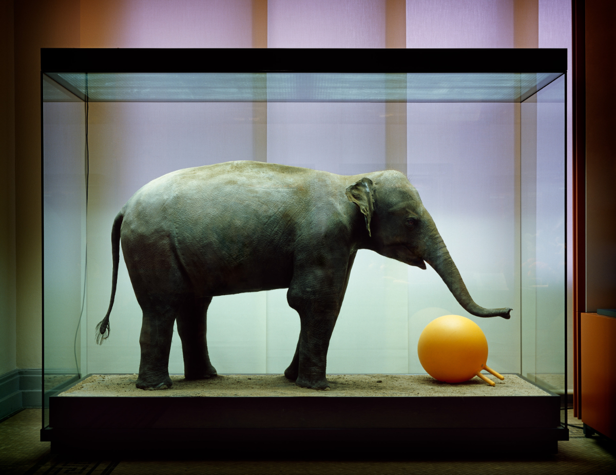 Object: Elephant, 2004/2021<br>100x130/160x210cm<br>Fine Art Print