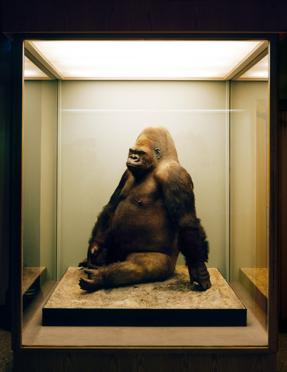 Object: Gorilla, 2004/2021<br>130x100/210x160cm<br>Fine Art Print