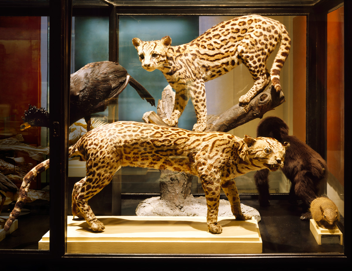 Object: Leopards, 2004/2021<br>100x130/160x210cm<br>Fine Art Print
